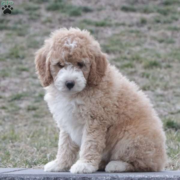 Sophie, Mini Bernedoodle Puppy